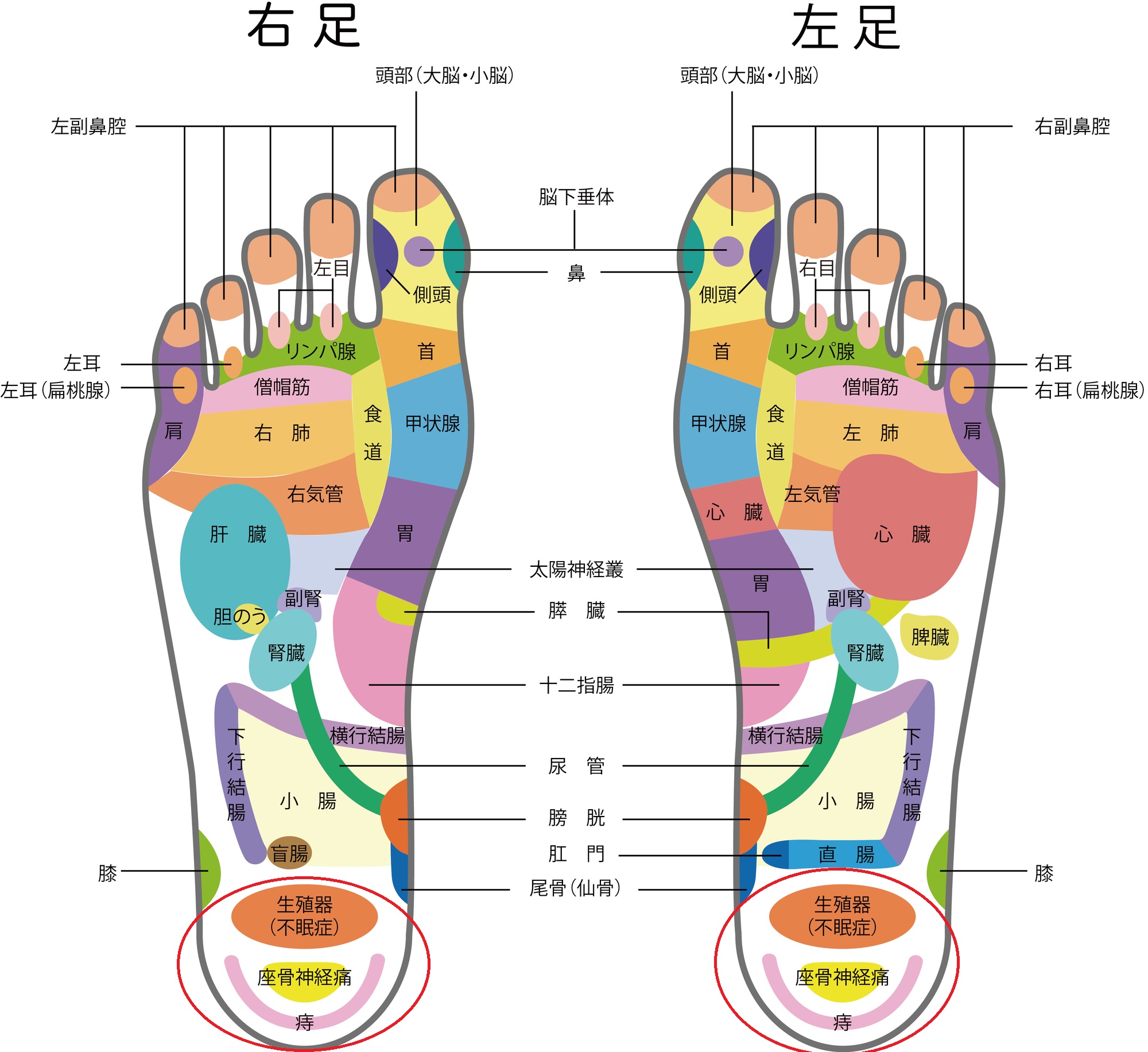 足つぼ 図解