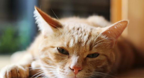 猫アレルギー