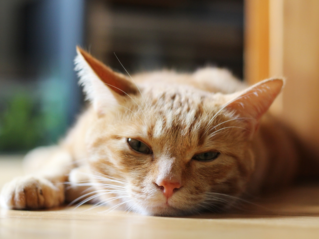 猫アレルギー