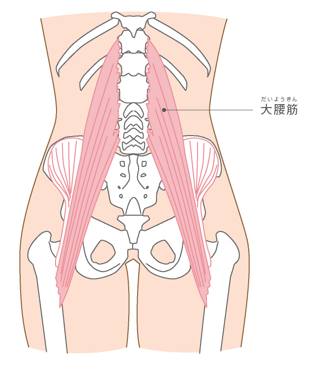 大腰筋のイラスト