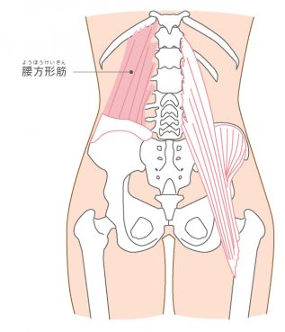 腰方形筋のイラスト
