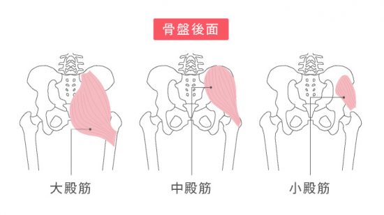 骨盤の周りの筋肉