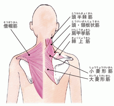 首中層・上層の筋肉
