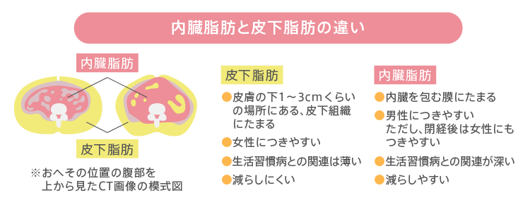内臓脂肪と皮下脂肪の違い