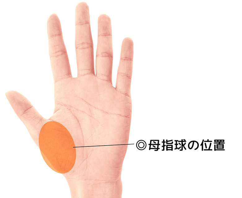 手のひらの母指球の位置