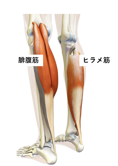 腓腹筋・ヒラメ筋
