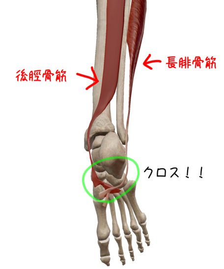 後脛骨筋・長腓骨筋