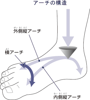 足裏のアーチ