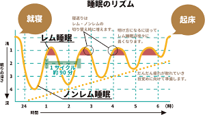 レム睡眠・ノンレム睡眠のリズム