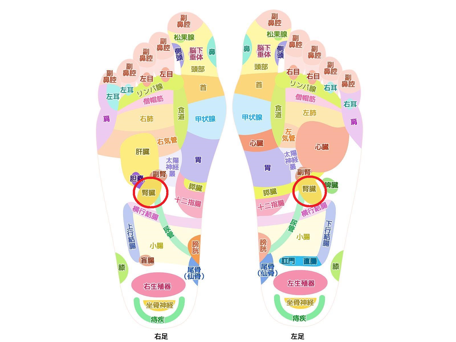 腎臓のつぼの位置