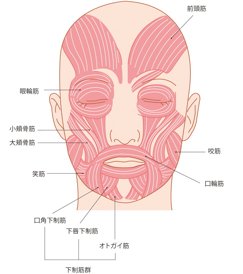 咬筋・笑筋・頬骨筋・眼輪筋